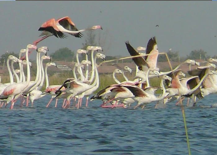 Bird Sanctuary